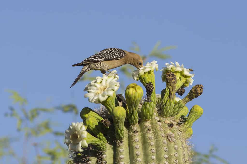 gila woodpecker