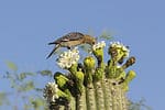 Gila Woodpecker and Bees on Saguaro Cactus Flowers
