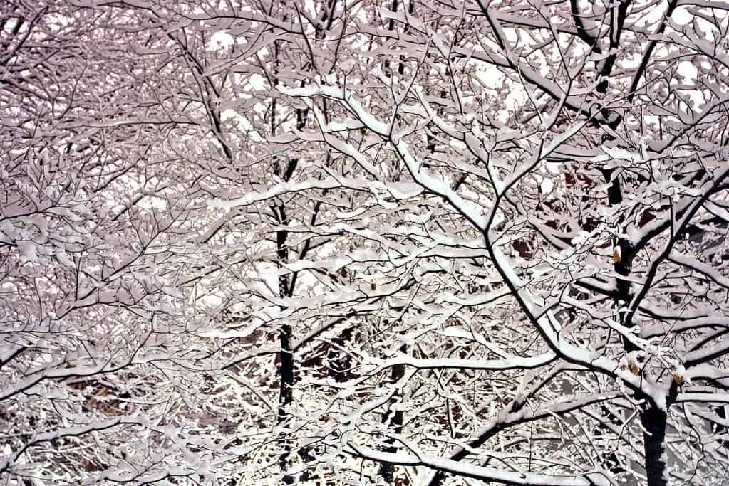 Massachusetts winter