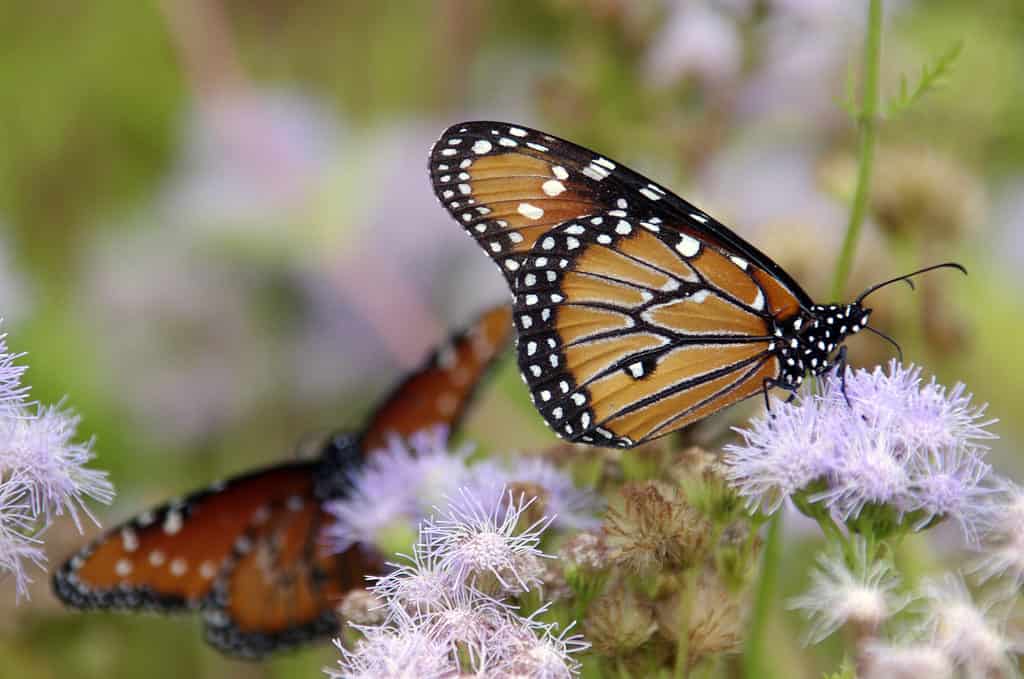 Butterflies on a Gregg's mistflower (Conoclinium gregii)