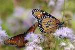 The butterflies spend the winter hibernating in the Mexican mountains until they move to Canada in the spring.