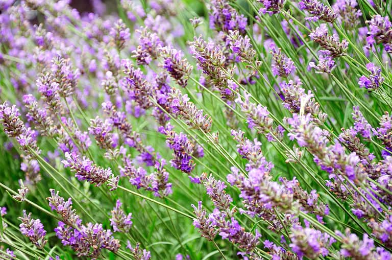 Lavender vs. Lavendin: What's the Difference? - A-Z Animals