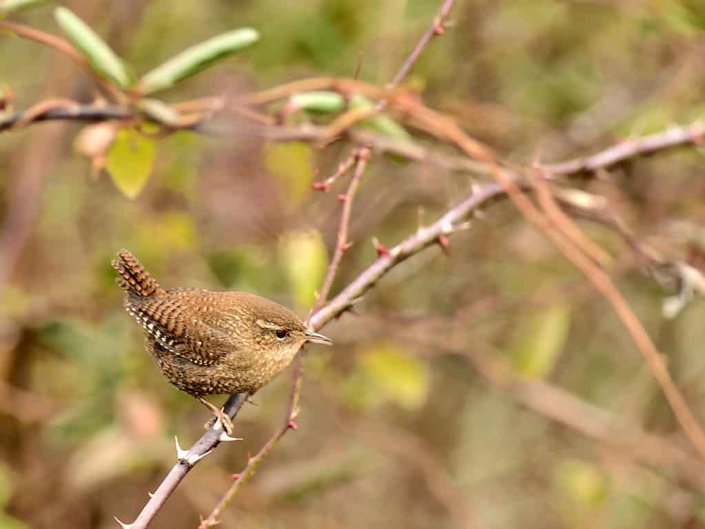 winter wren