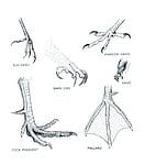 5 Types of Bird Claws - A-Z Animals