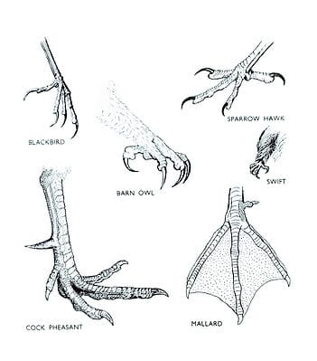 5 Types of Bird Claws - A-Z Animals