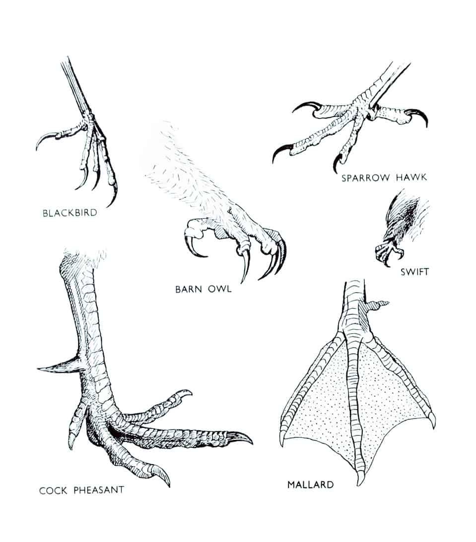 5-types-of-bird-claws-unianimal