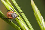 Western blacklegged tick