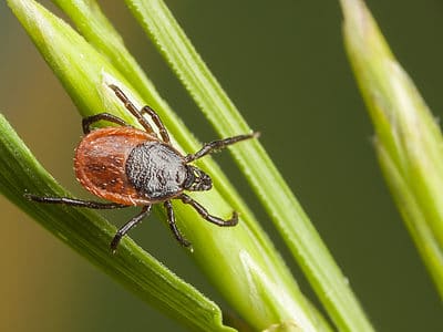 A Ixodes pacificus