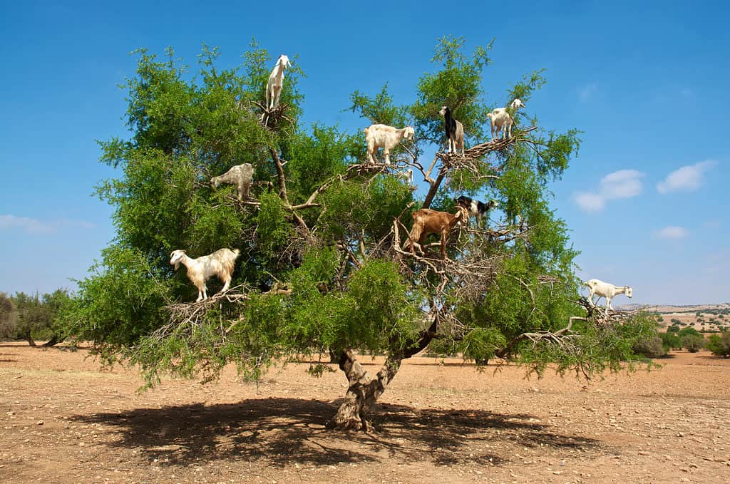 Moroccan goat