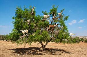 Moroccan goat