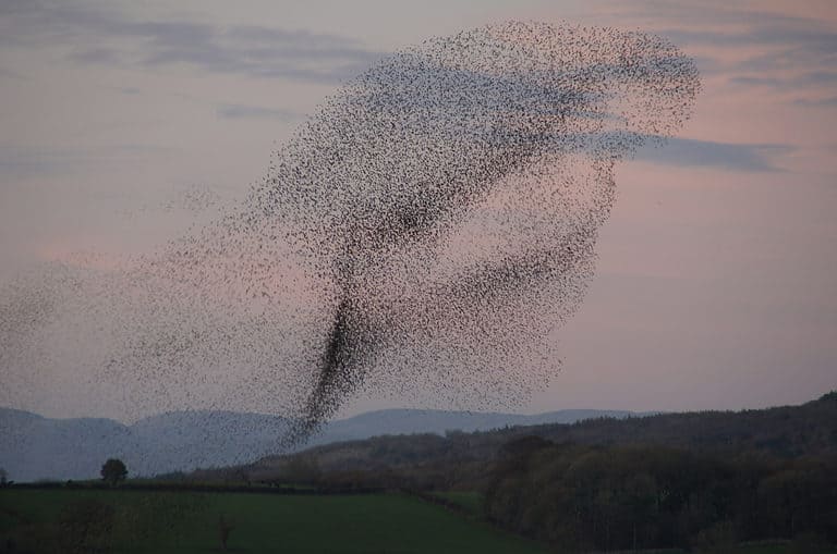 starling murmuration