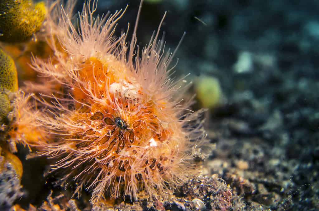 Striated frogfish or hairy frogfish (Antennarius striatus)