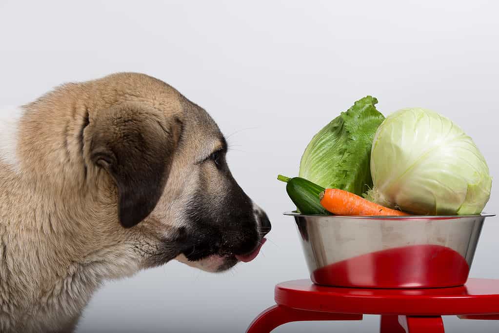 Dog looking at a bowl with lettuce and other vegetables