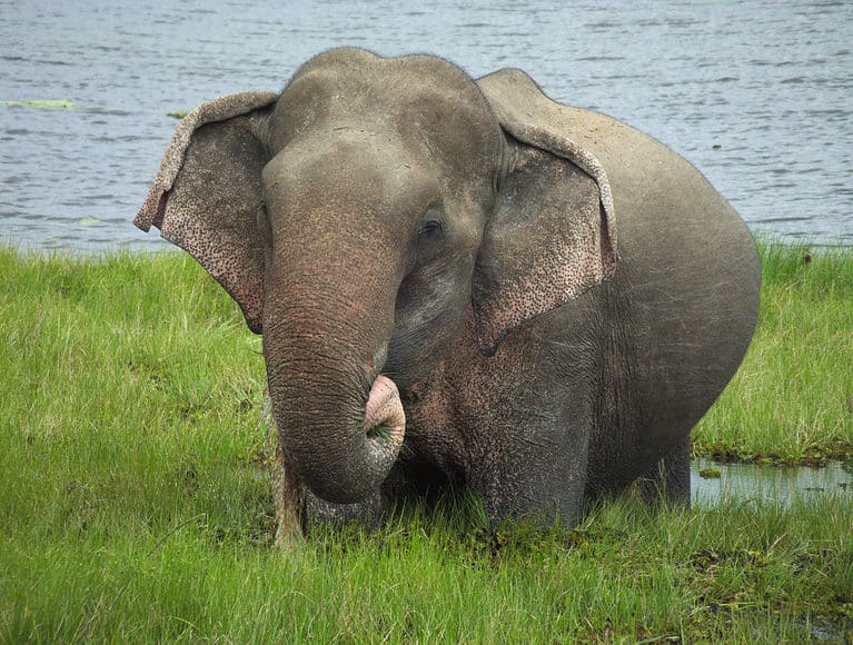 What Different Colors Are Elephants? - A-Z Animals