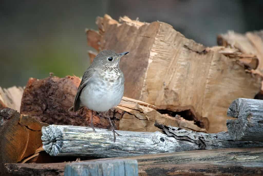 Gray-cheeked thrush