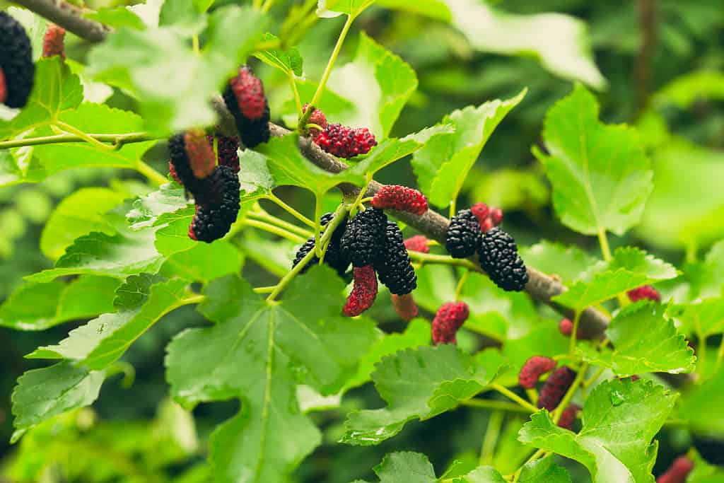 Fresh mulberry on tree.