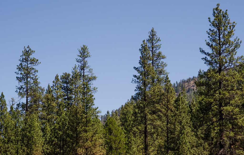 Forest of ponderosa pine trees (Pinus ponderosa) also called a western yellow pine