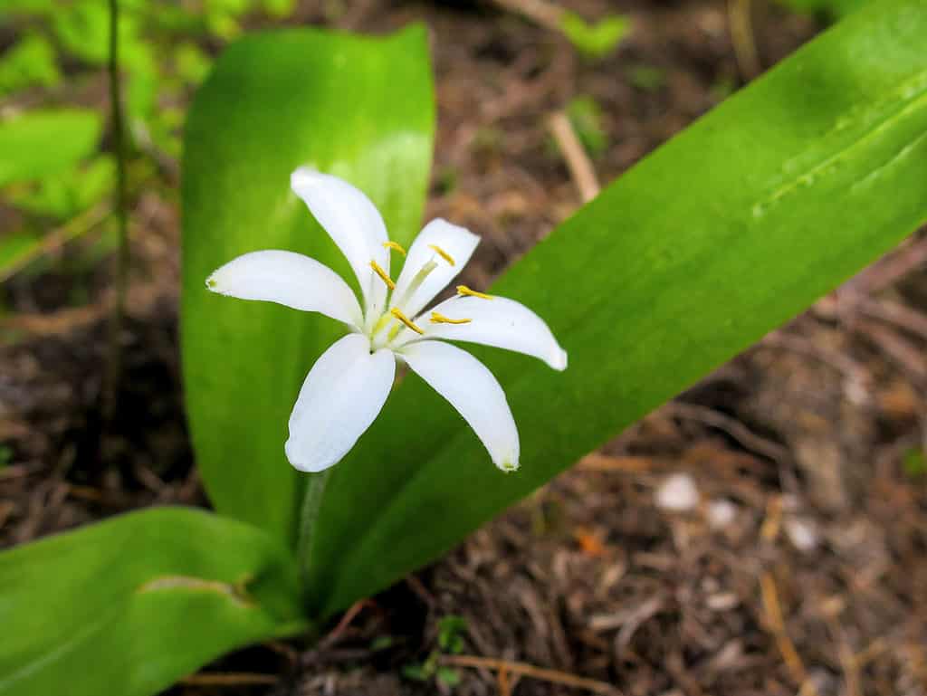 Animal Wildlife, Flower, Forest, Green Color