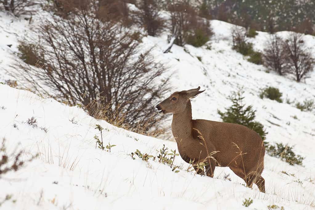 South Andean deer are built for rocky terrain