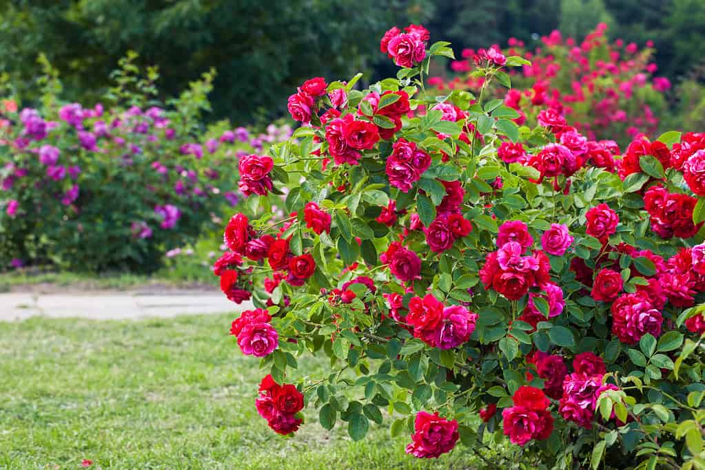 Some varieties of roses can survive for decades in ideal conditions.
