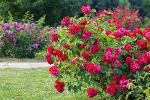 5 Types Of Rose Bushes to Grow in Any Landscaping Project Picture