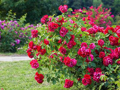 A 5 Types Of Rose Bushes to Grow in Any Landscaping Project