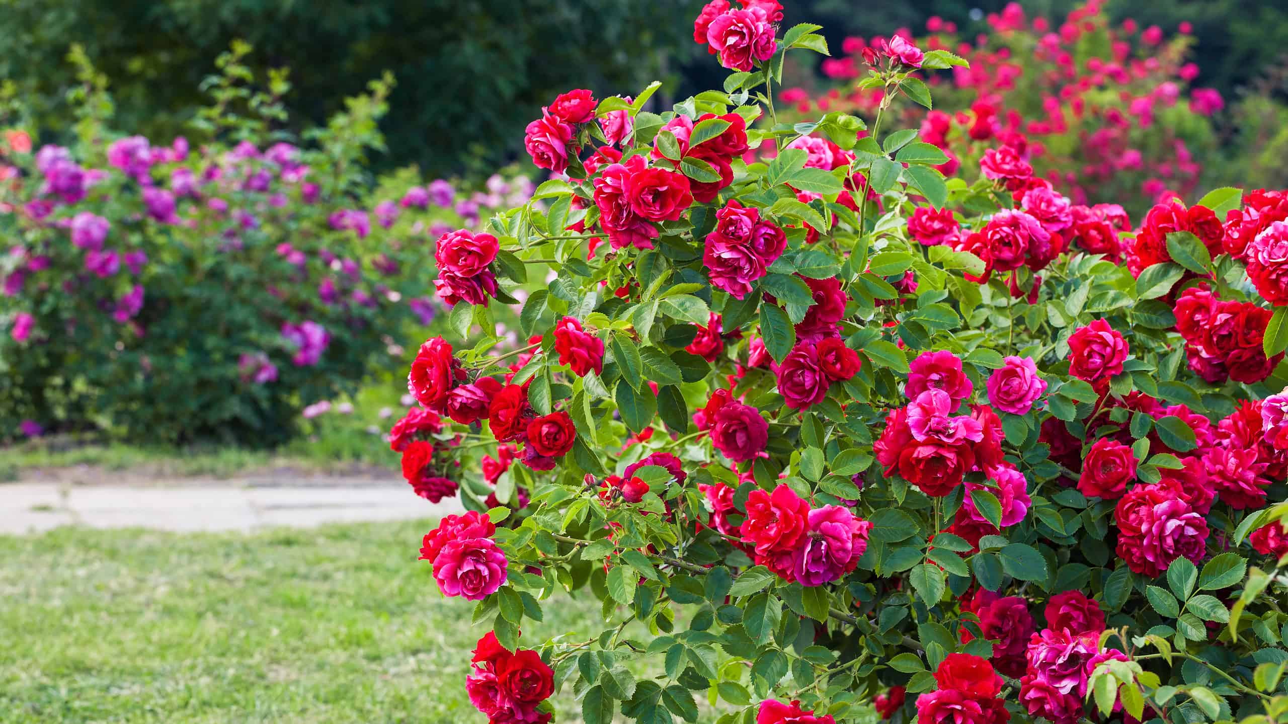 5 types of rose bushes to grow in any landscaping project - az animals