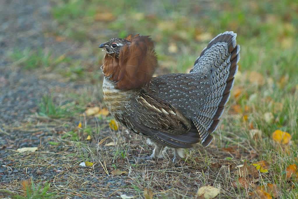 ruffed grouse