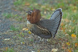 Ruffed Grouse: Habitat, Diet, Top Speeds, and More! Picture