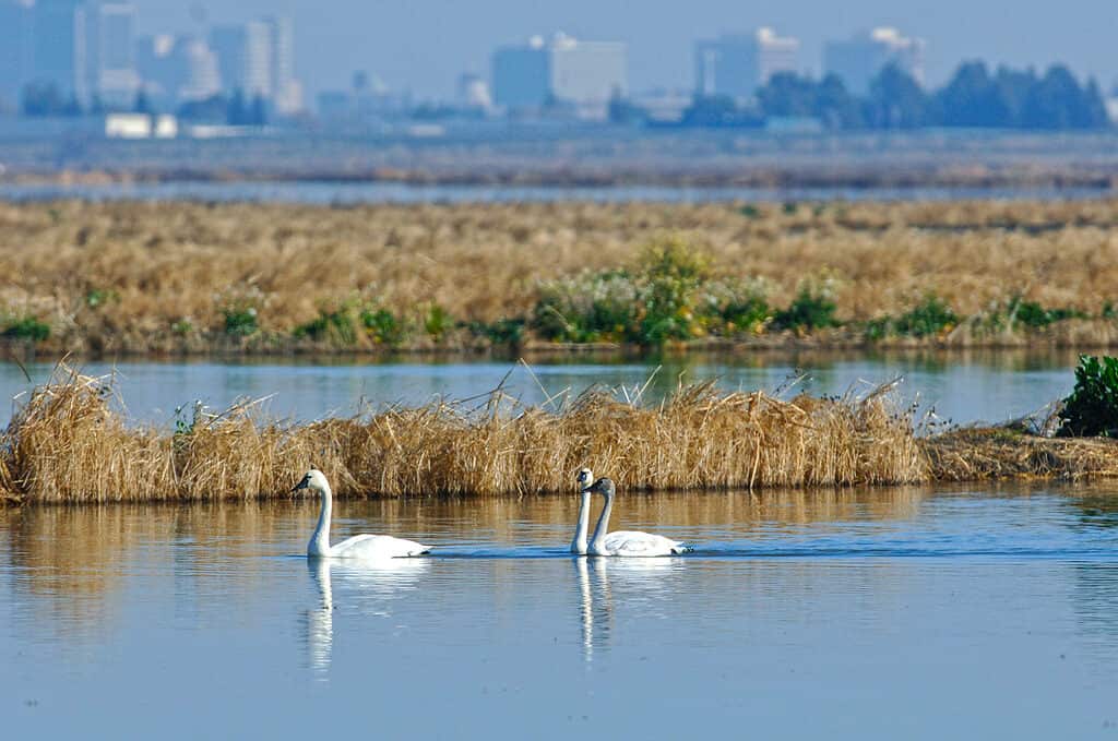 tundra swan