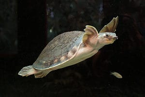 How Long Can Turtles Hold Their Breath Underwater? photo