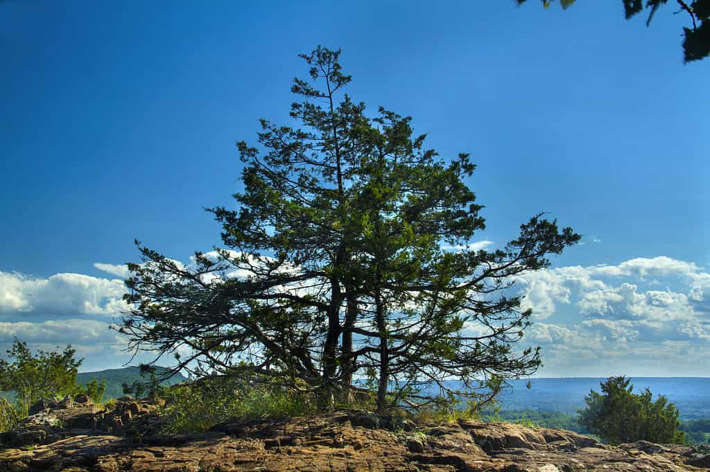 Eastern Red Cedar