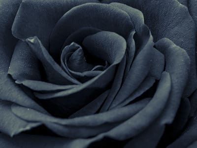 A 9 Types Of Moody Black Roses