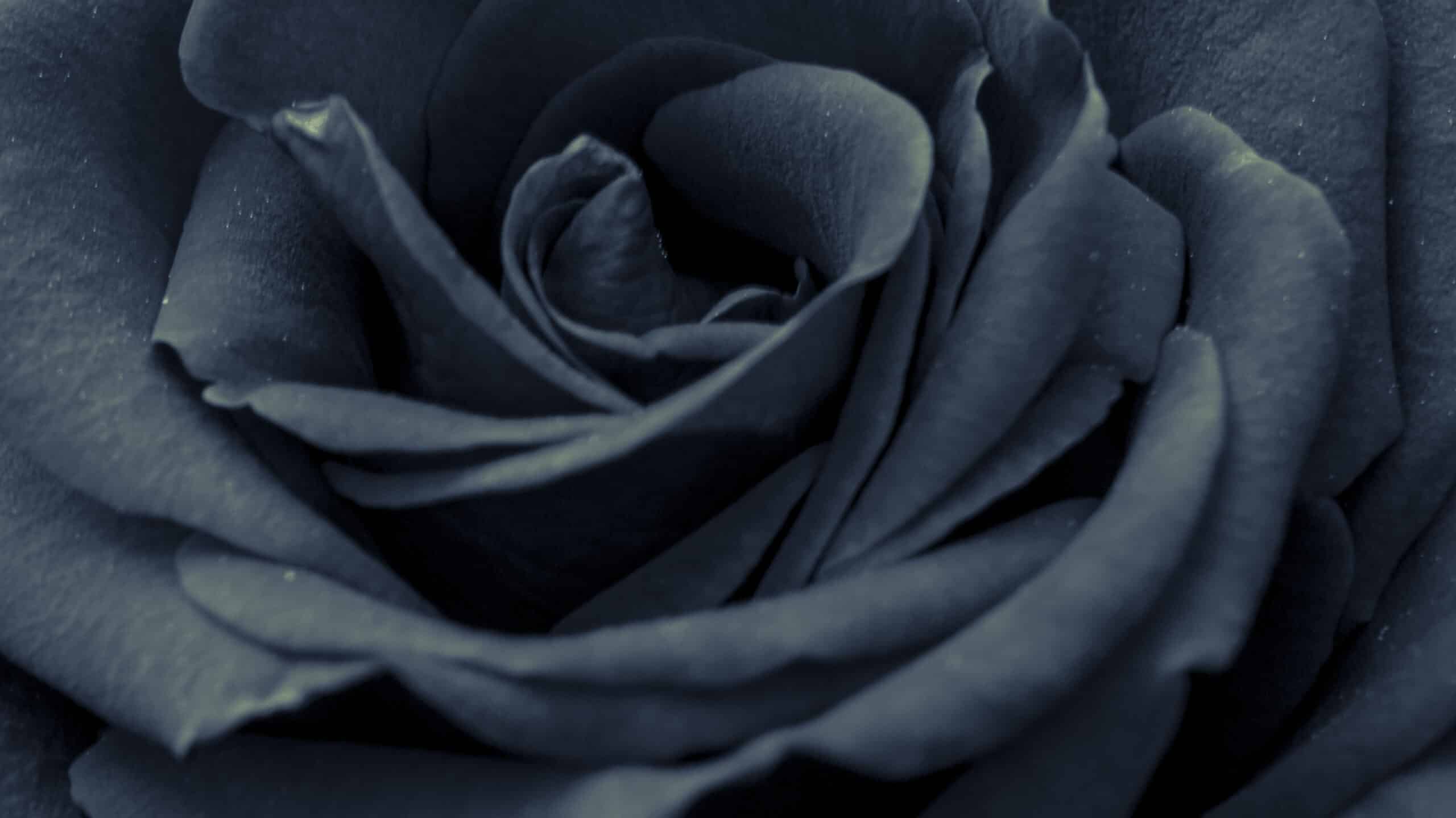 A closeup of a black rose