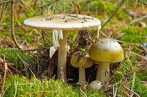 Death Cap Mushrooms: A Complete Guide Picture
