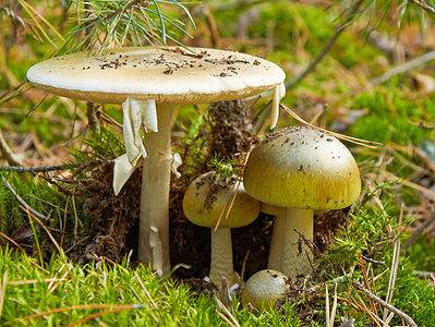 A Death Cap Mushrooms: A Complete Guide