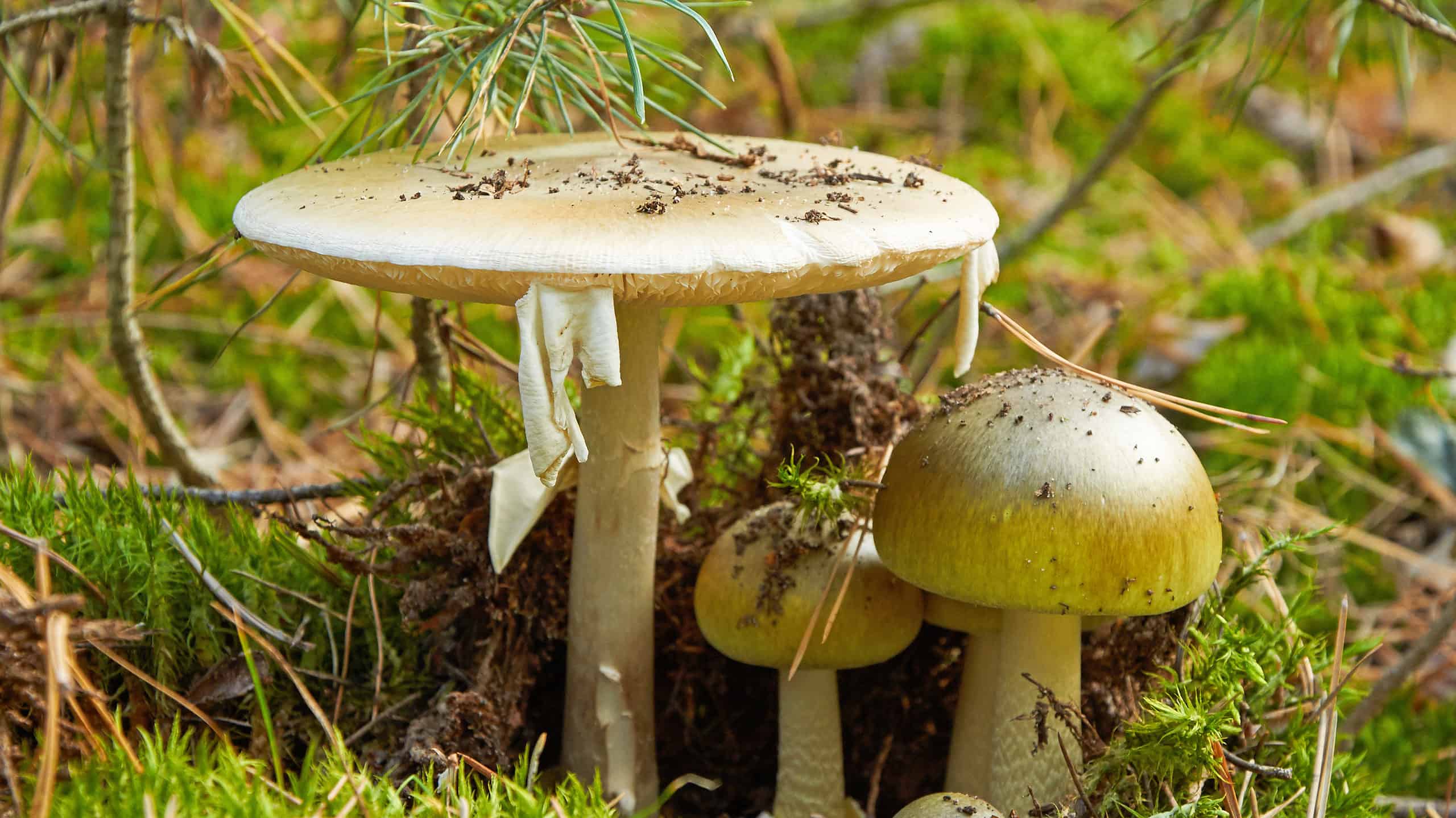 Why Do Mushrooms Have Caps At Jeremy Shockley Blog Why Do Mushrooms Have Caps At Jeremy Shockley Blog