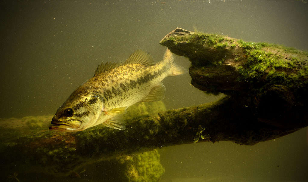 Largemouth bass underwater in lake.