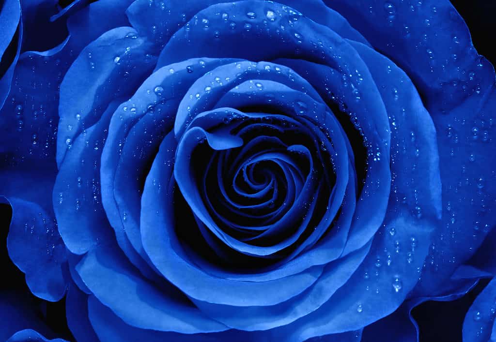 A closeup of a vibrant blue rose with water droplets on its petals