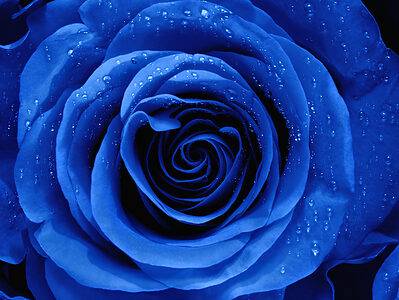 A Blue Roses: Meaning, Symbolism, and Proper Occasions