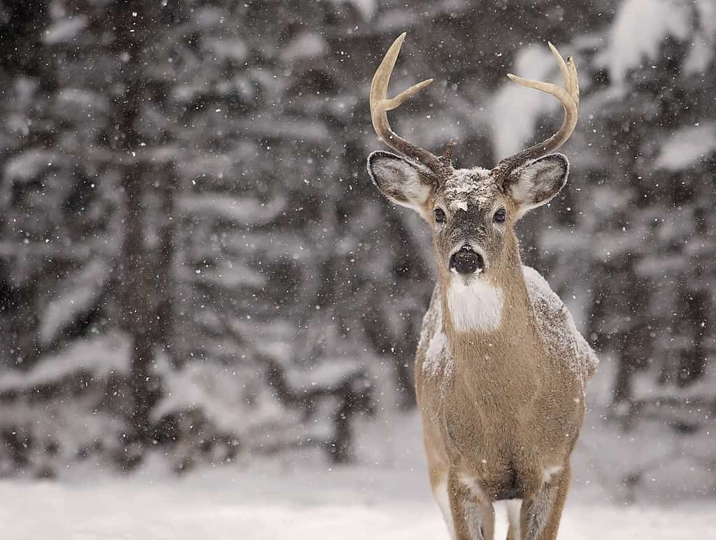 White-tailed deer buck in snow