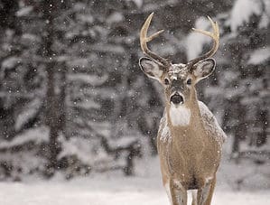 Where Do Deer Go In The Winter? Picture