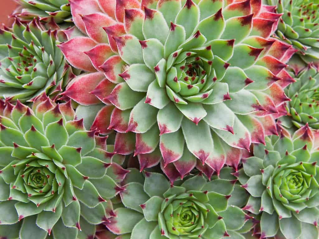 Green leaves with red tips of Sempervivum hirtum plants