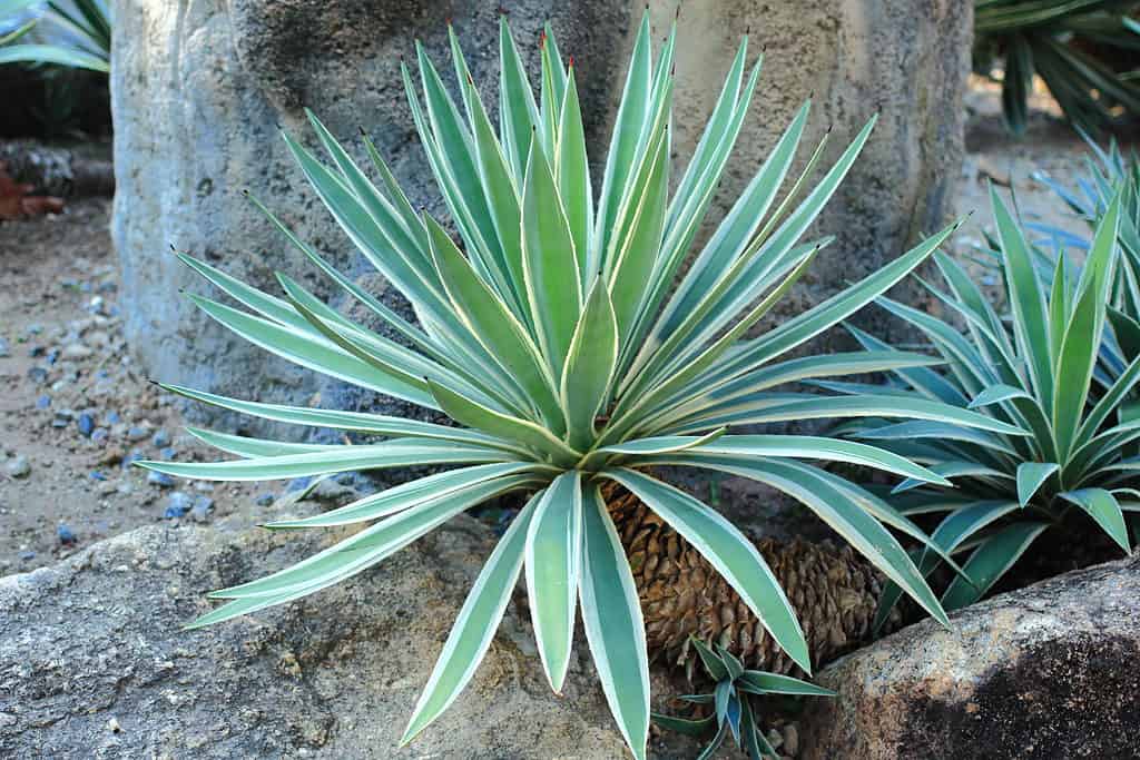 Caribbean Agave (Agave angustifolia) with its trademark green leaves with cream edges