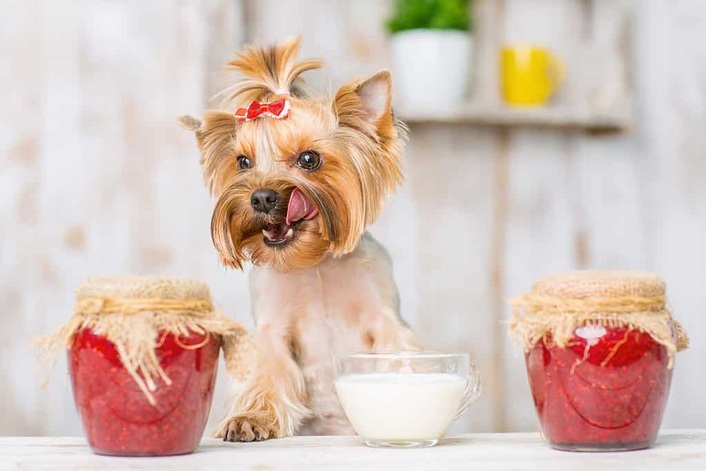 Yorkshire terrier sitting on the table with sour cream bowl and jam jars.