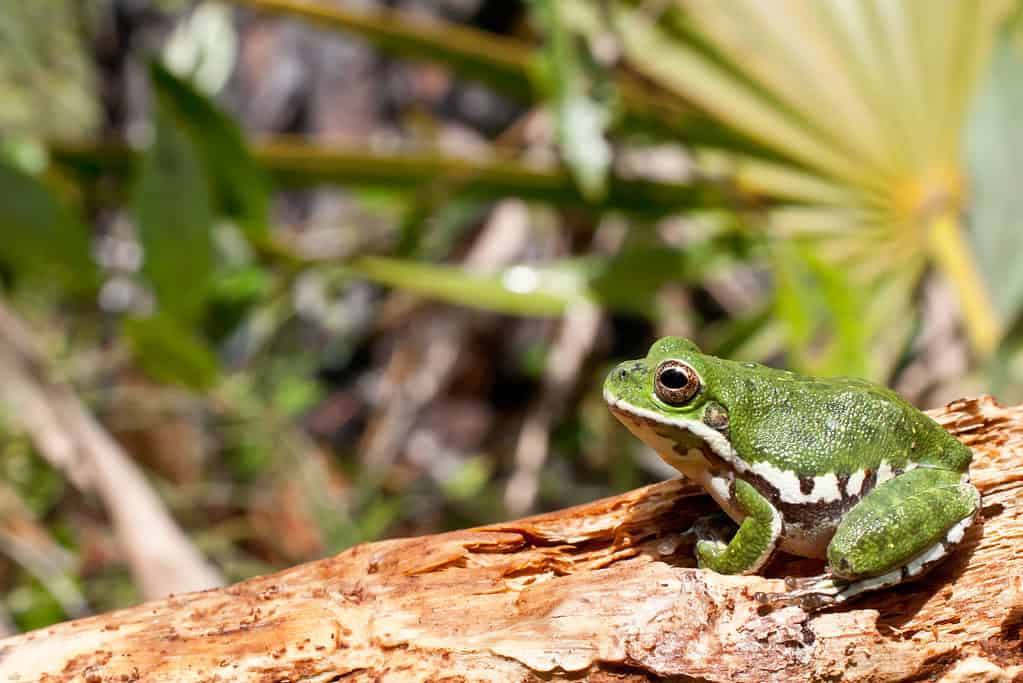 Barking Tree frog