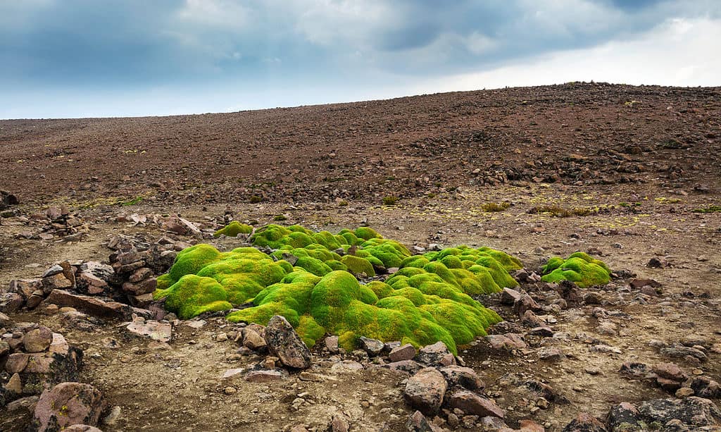 yareta cushion-forming plant