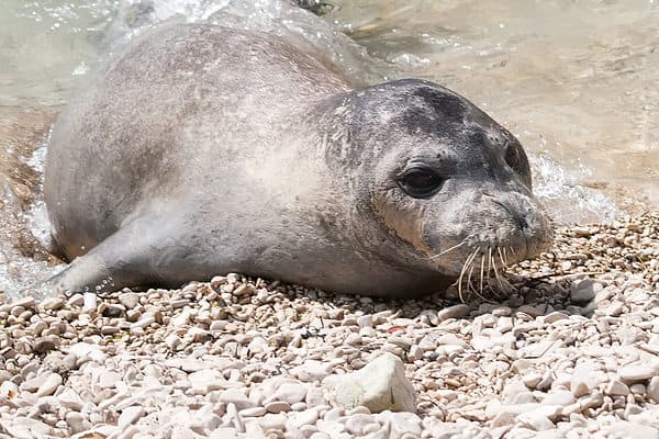 Mediterranean monk seals are endangered. 
