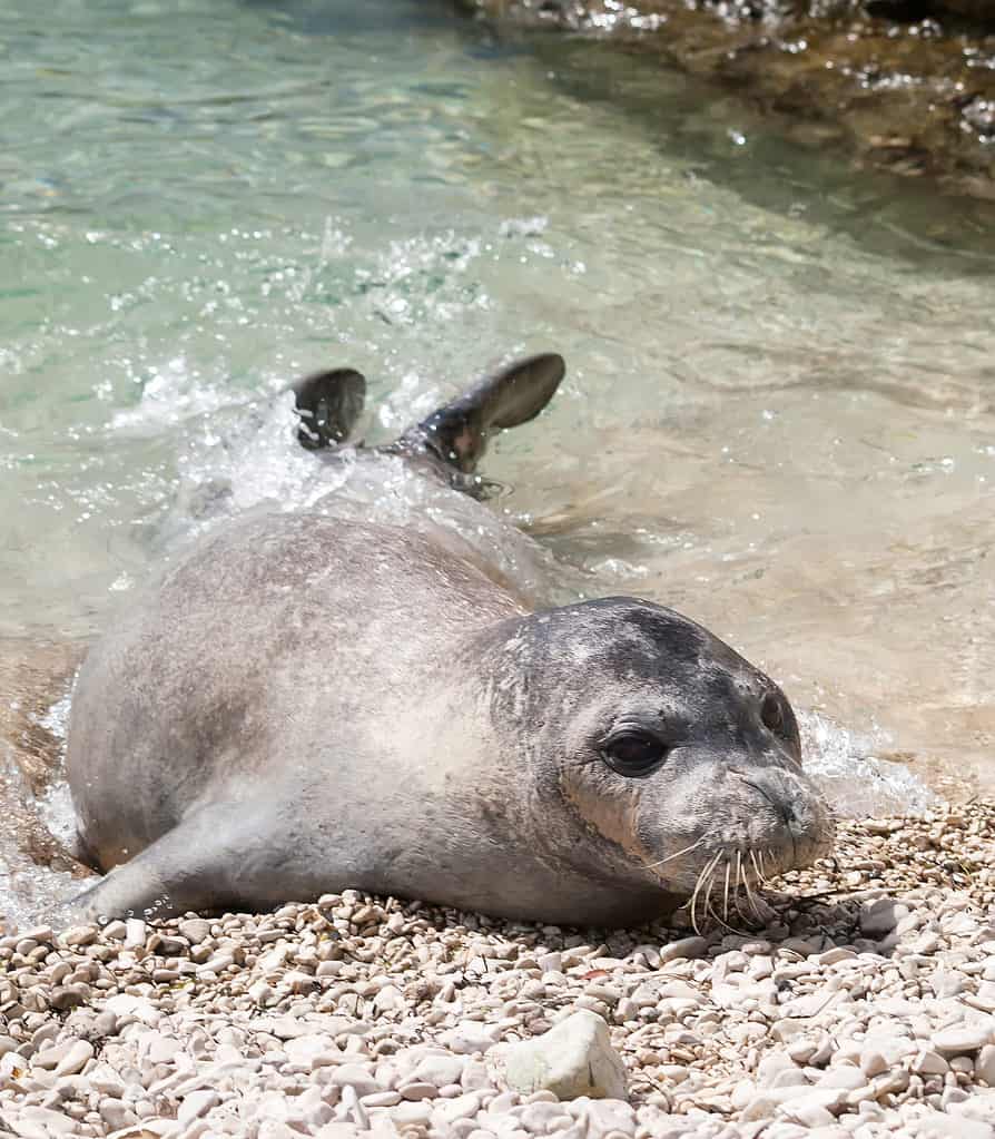 Mediterrainean monk seal