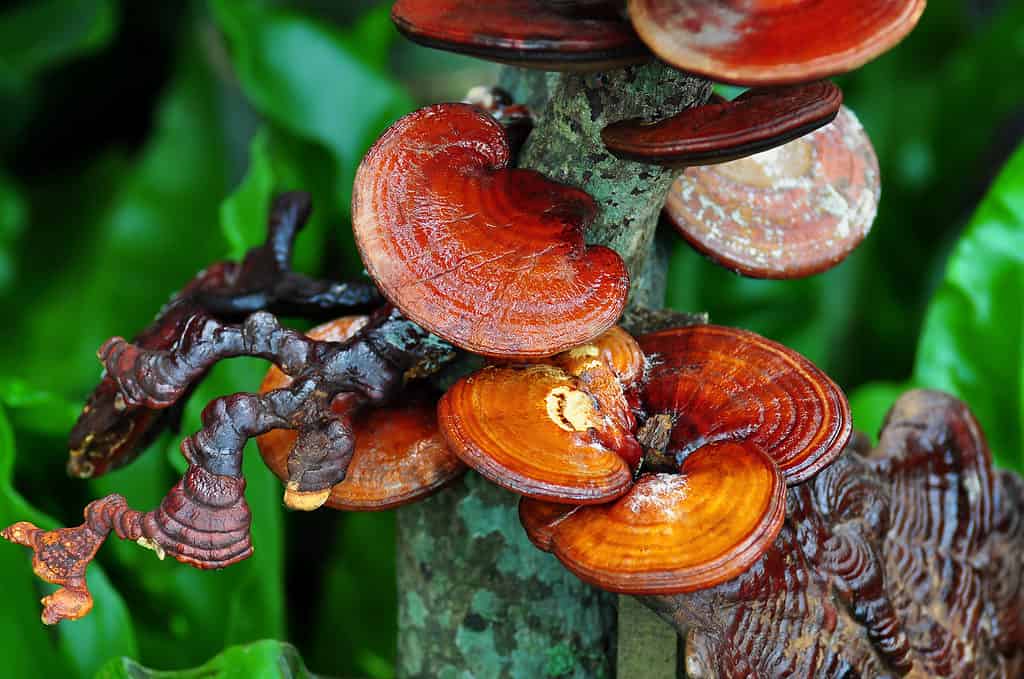 Reishi mushrooms (Ganoderma lucidum)